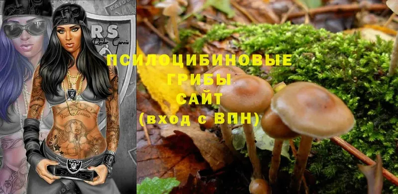 Галлюциногенные грибы Psilocybe  купить   Ефремов 